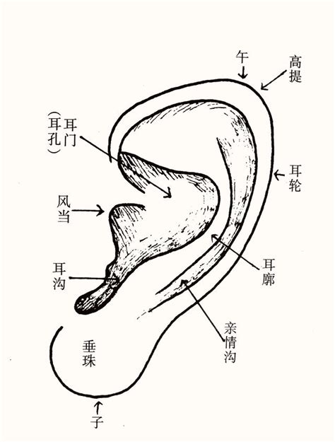 耳朵貼腦女人|面相：耳為福星——女性耳相怎麼看？